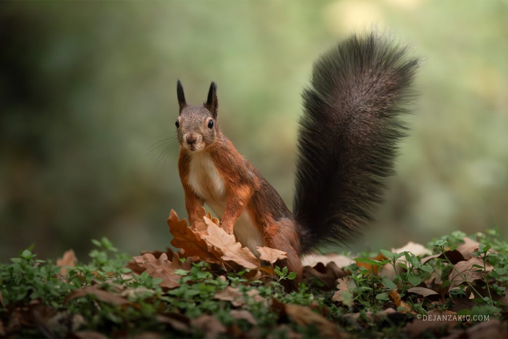Red squirrel on the forest floor