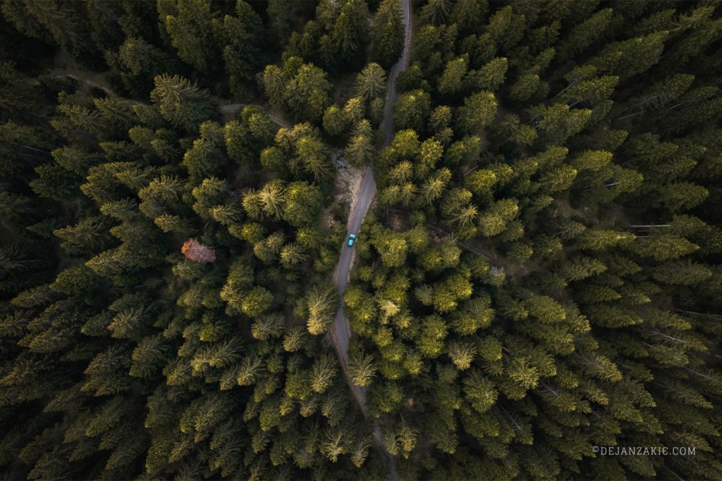 Aerial view of a dense forest