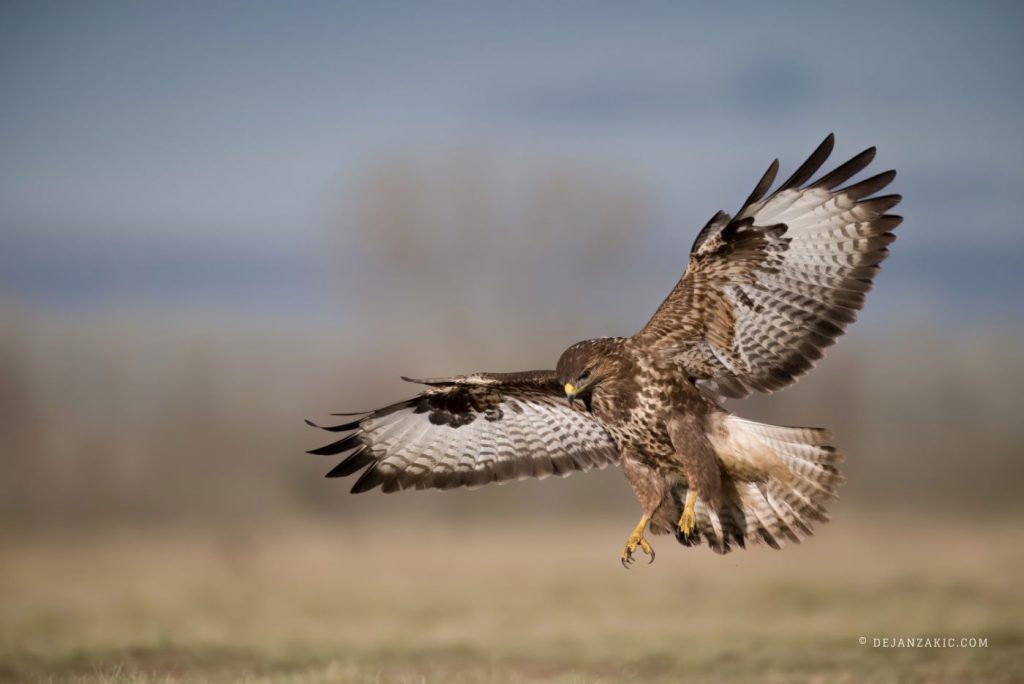 Common buzzard landing in a field