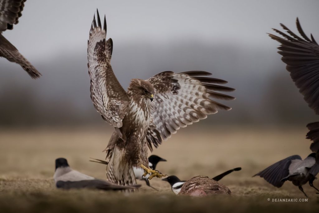 Common buzzards fighting over prey
