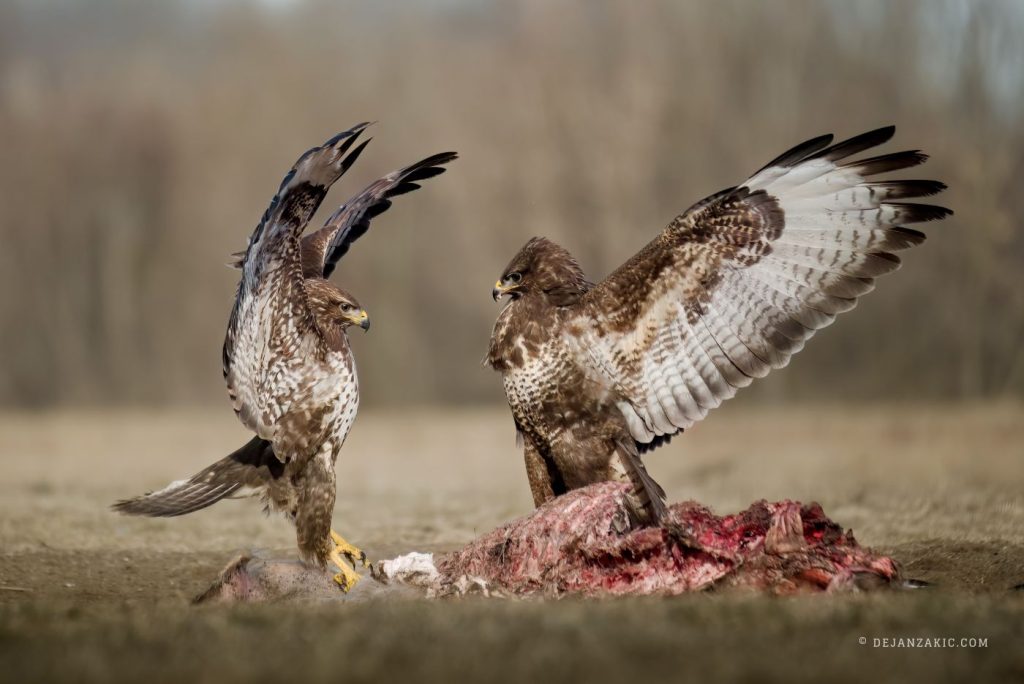 Two common buzzards with wings spread