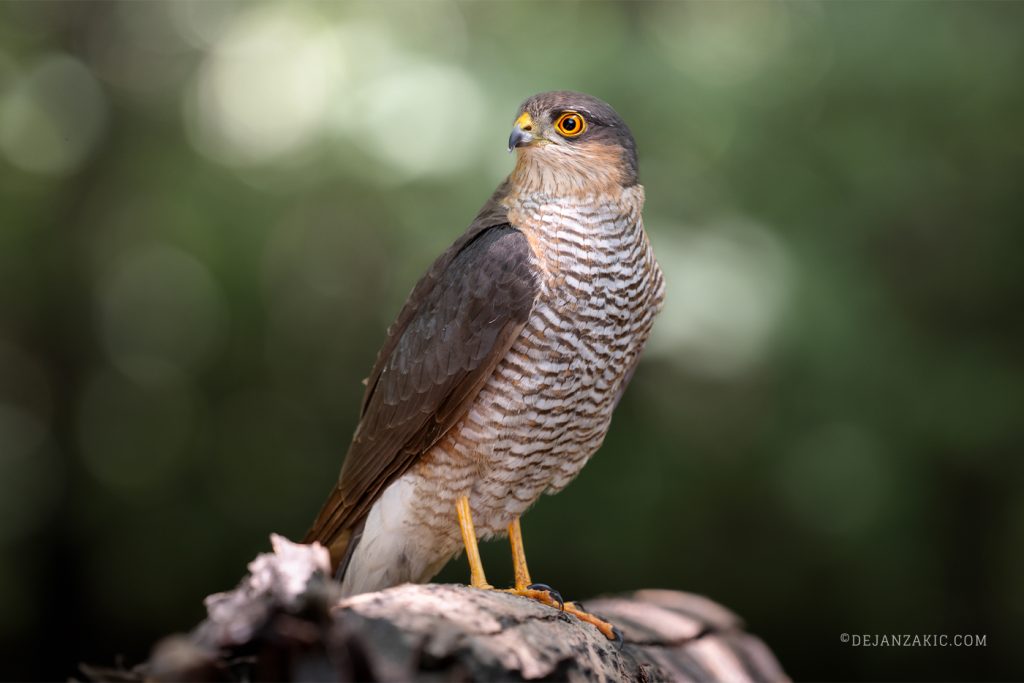 Eurasian sparrowhawk perched on a branch