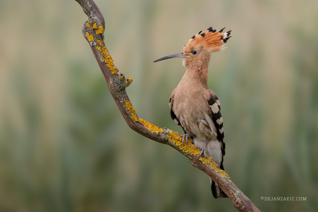 Hoopoe perched on a branch