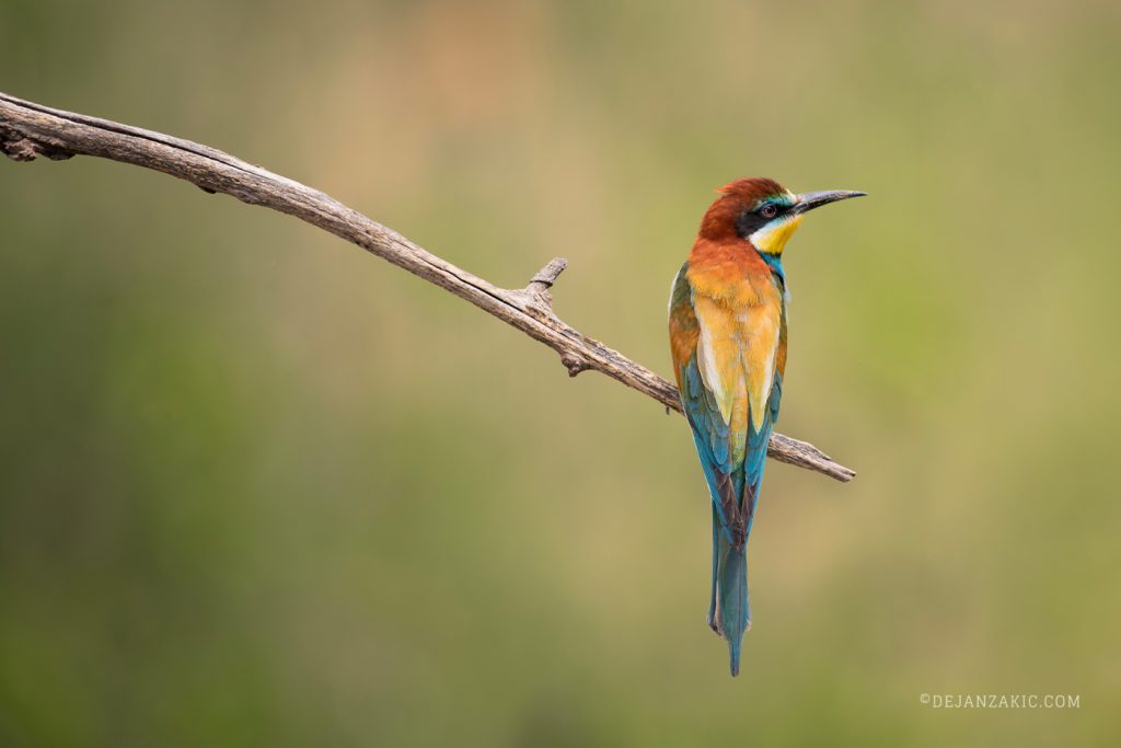 European bee-eater on a twig