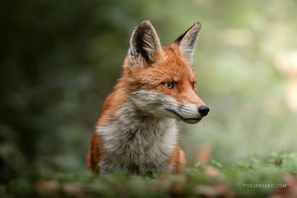 Red fox in a green meadow