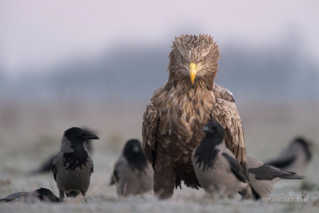 White-tailed eagle surrounded by crows