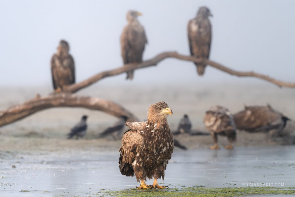 White-tailed eagles perched on a branch above the water