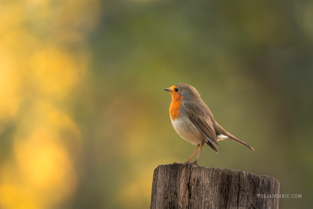 European robin perched on a tree stump