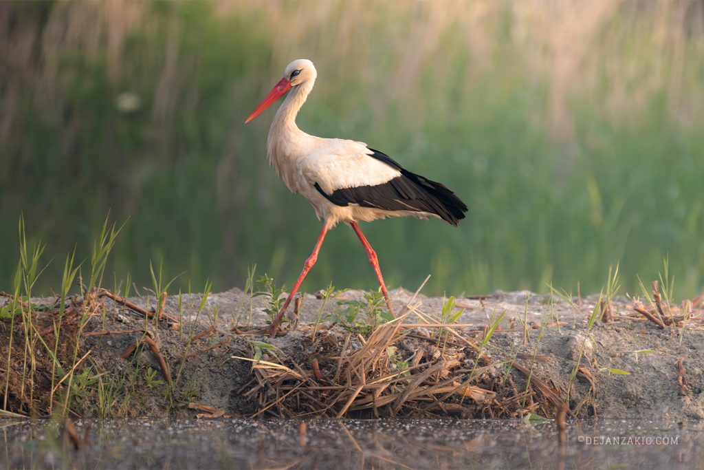 White stork walking through tall grass