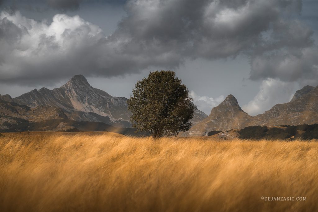 Lone tree in golden grass beneath dark mountains