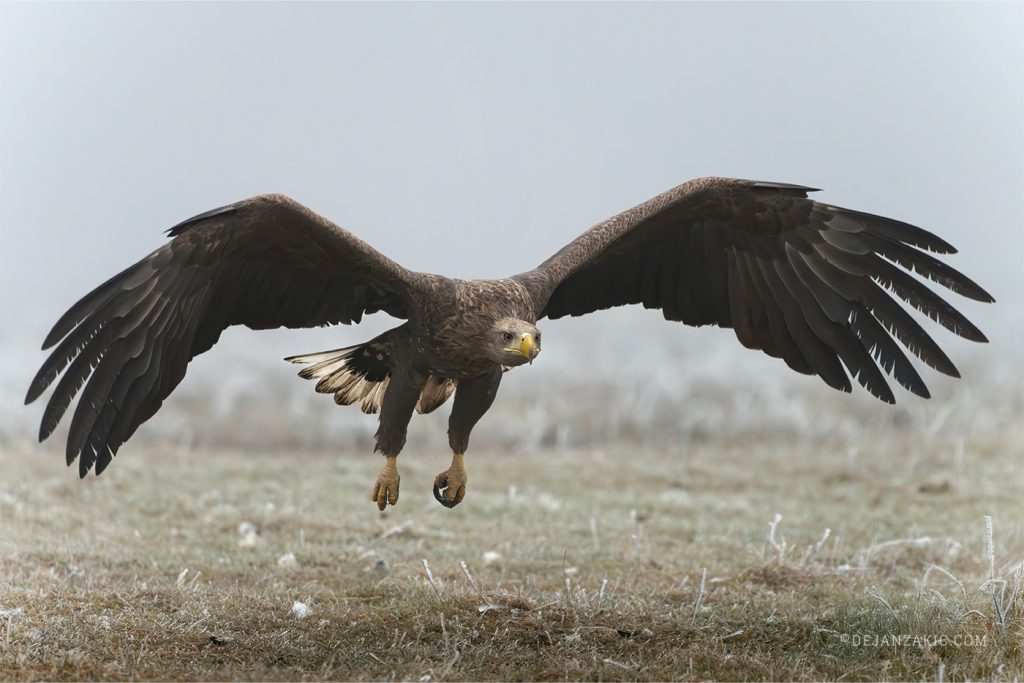 White-tailed eagle landing with wings spread