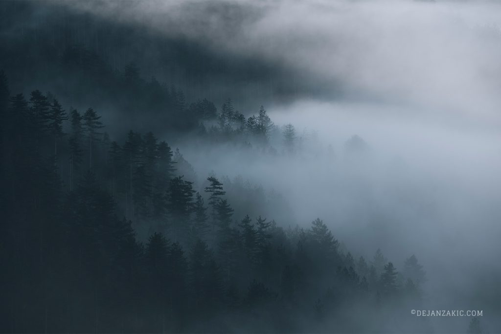 Low clouds over a forested hillside