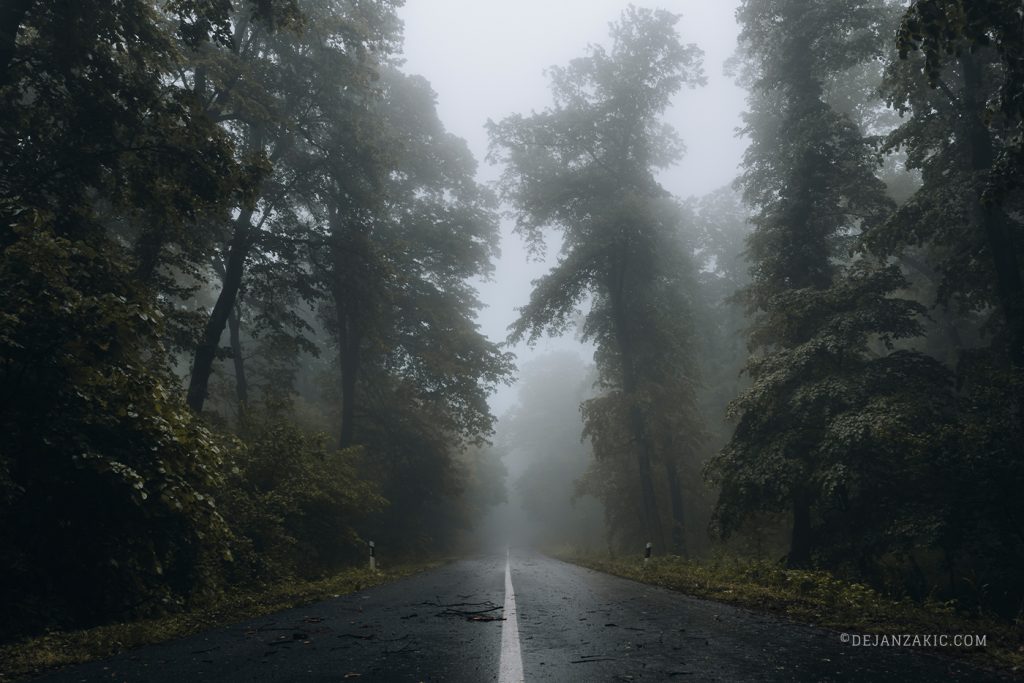 Forest road in fog