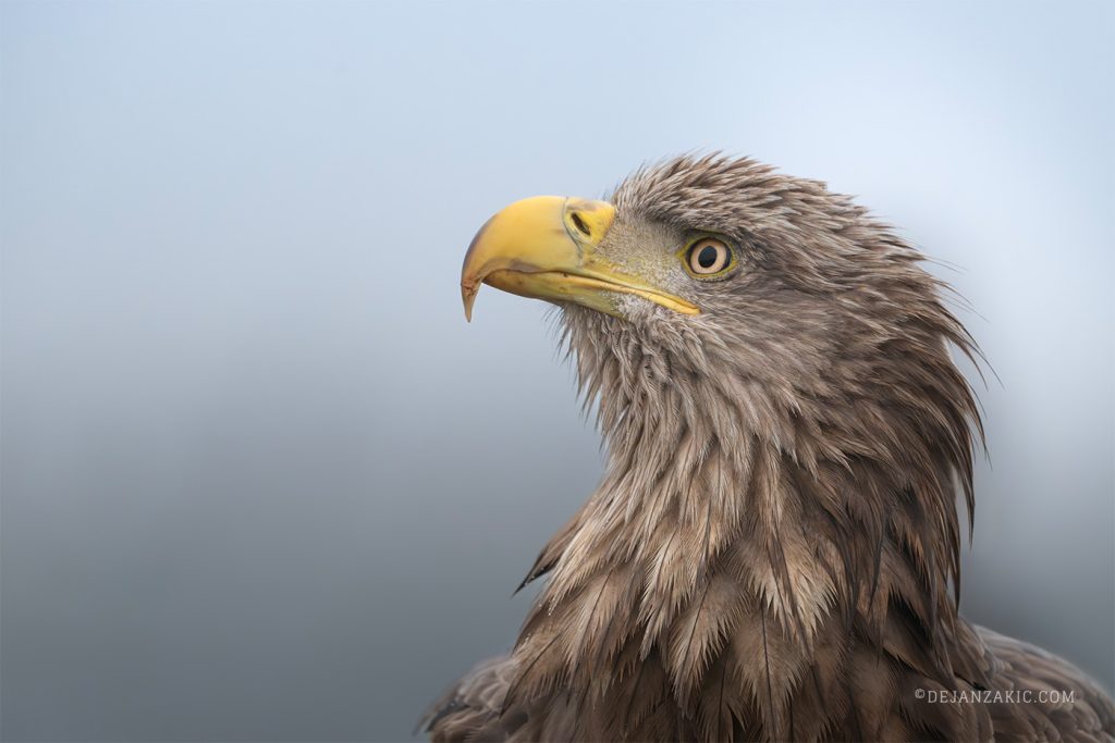 Portrait of a white-tailed eagle