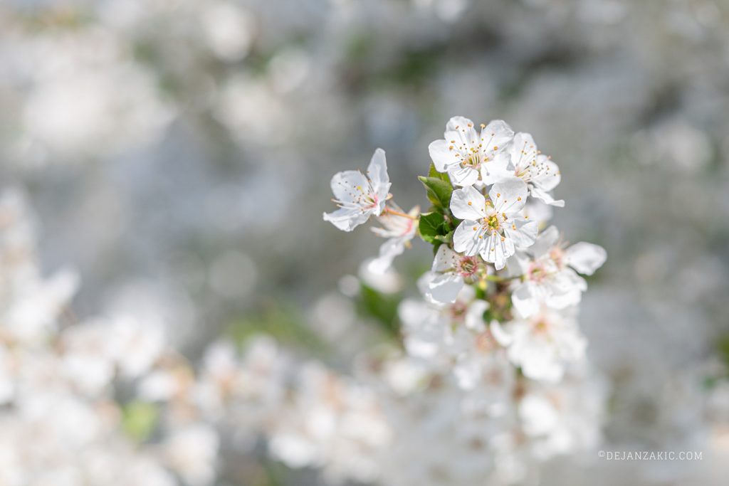 White spring blossoms on a branch