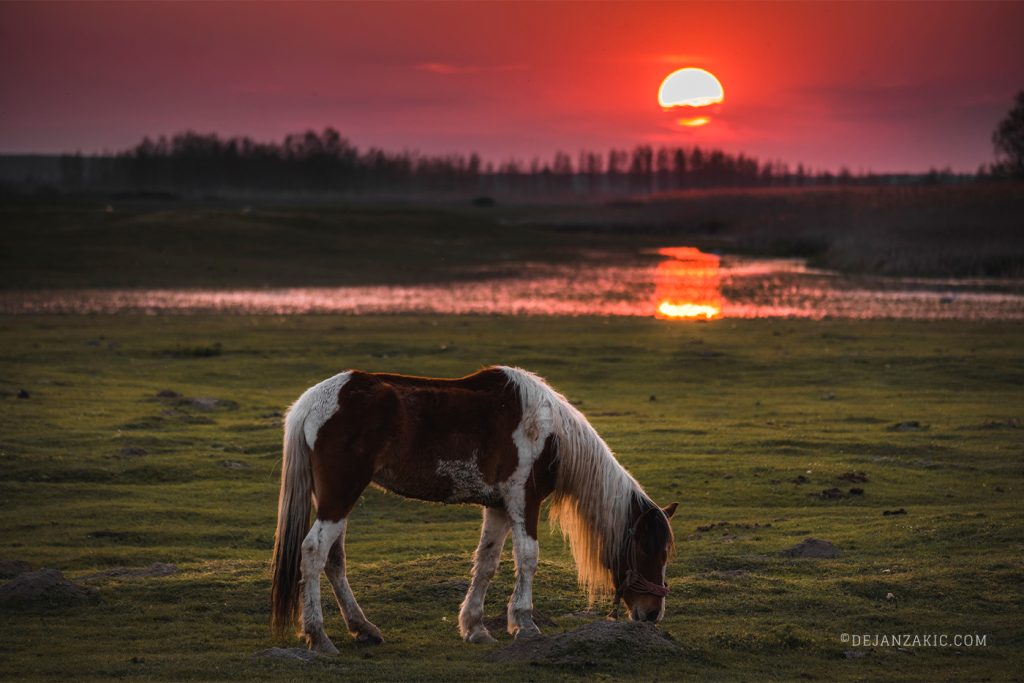 Horse grazing at sunset